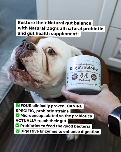 A 4:5 ratio static ad featuring a close-up of a dog next to a bottle of probiotics with clear benefit callouts and an ingredient-focused value proposition.